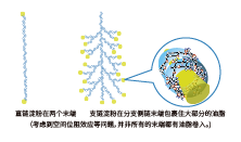 植物乳酸菌发酵米—SR(图3) 植物乳酸菌发酵米—SR(图3)