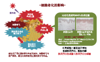 有机丹波赤豆 (图1) 有机丹波赤豆 (图1)